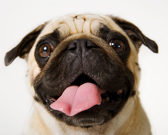 why do pugs get pimples