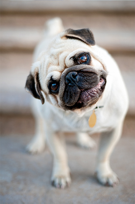 are pugs a good dog to have