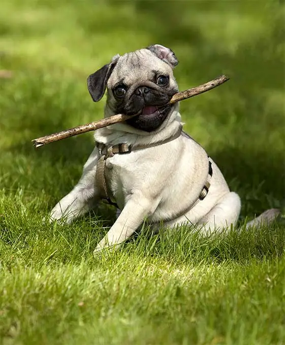 Pug Dog Breed Information, Pictures, Characteristics & Facts – DogTime