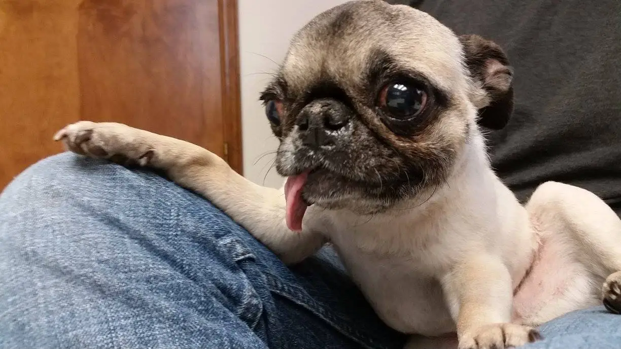 Rodgie the Pug
