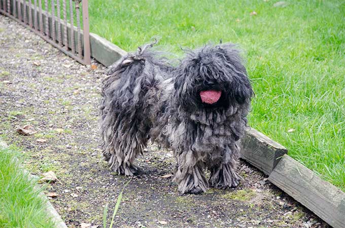 Puli Dog Breed Picture