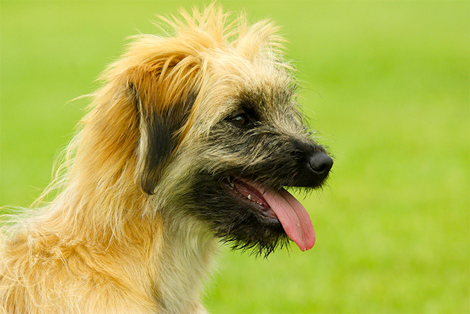 are pyrenean shepherd good with kids