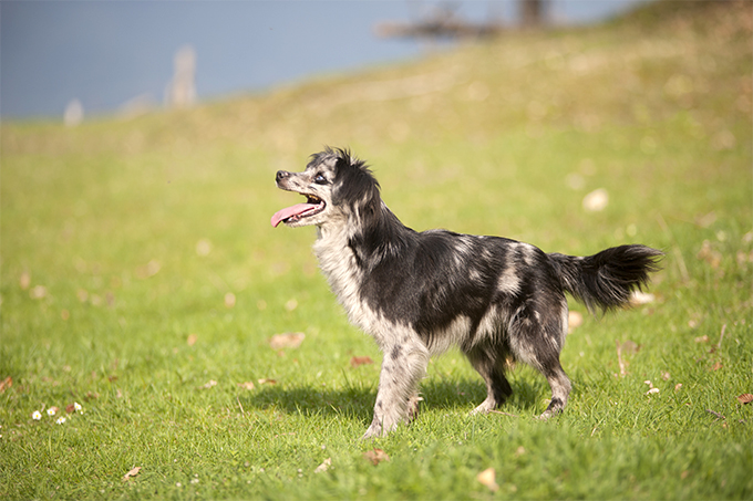 are pyrenean shepherd good with kids