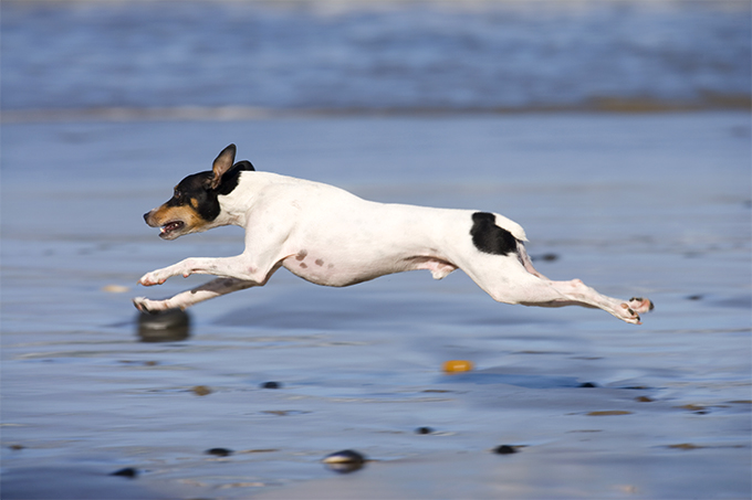 Rat Terrier Dog Breed Information, Pictures, Characteristics & Facts ...