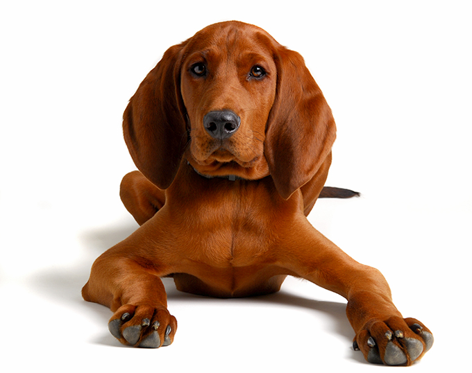 Redbone Coonhound Dog Breed Information, Pictures, & – Dogtime