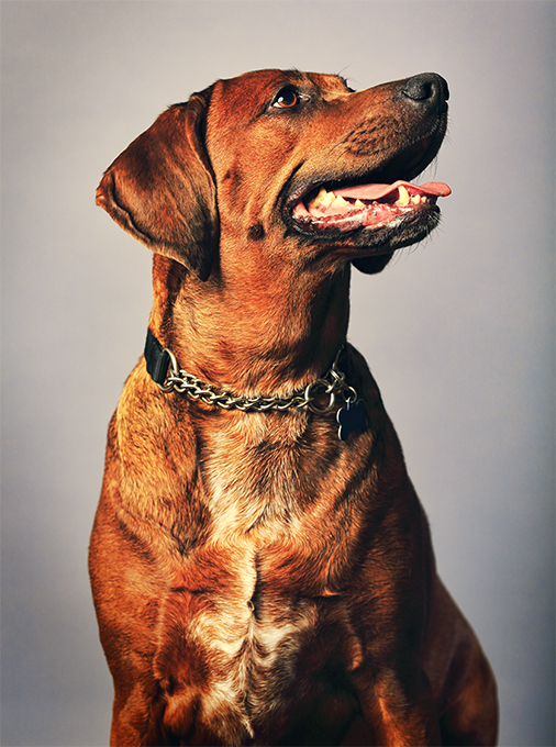are redbone coonhounds good for dogs