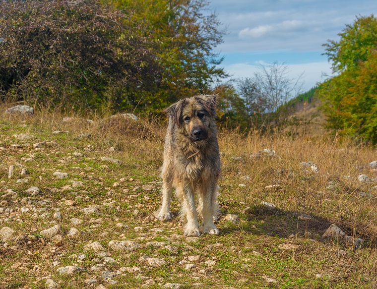 are romanian shepherds good dogs