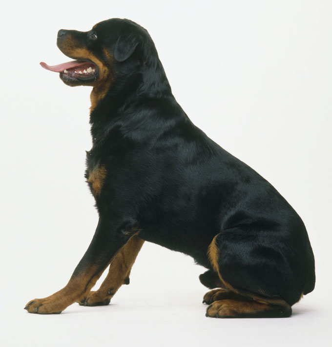 Rottweiler Dog Breed Information, Pictures, Characteristics & Facts -  Dogtime