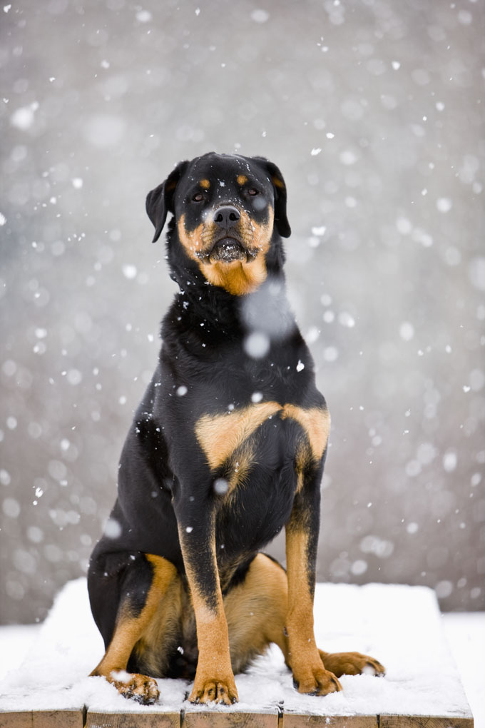 Rottweiler Dog Breed Information, Pictures, Characteristics & Facts -  Dogtime
