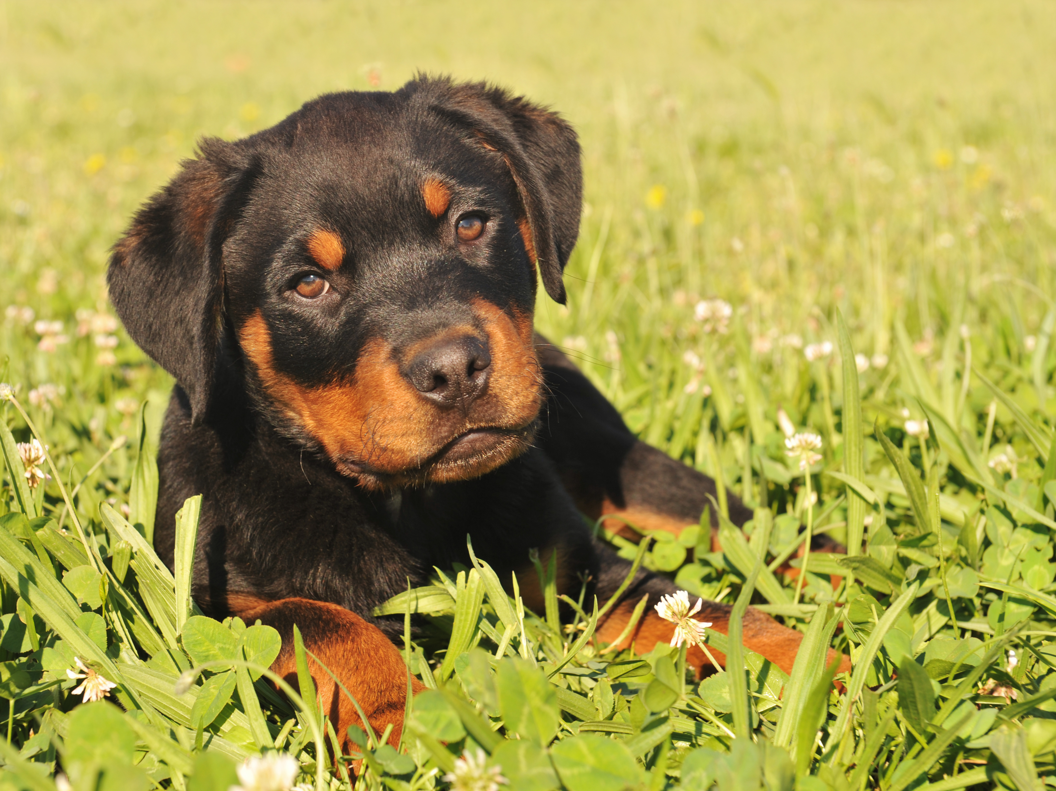 what should i look for in a rottweiler puppy