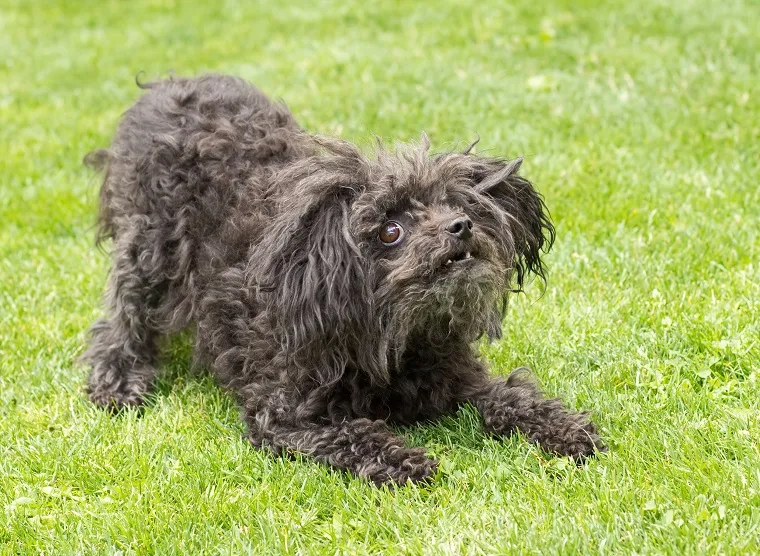 Russian Tsvetnaya Bolonka Dog Breed Pictures, Characteristics, & Facts ...