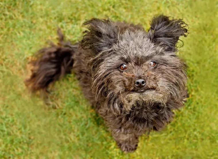 Russian Tsvetnaya Bolonka Dog Breed Pictures, Characteristics, & Facts ...