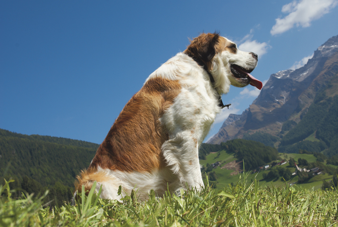 do saint bernards shed