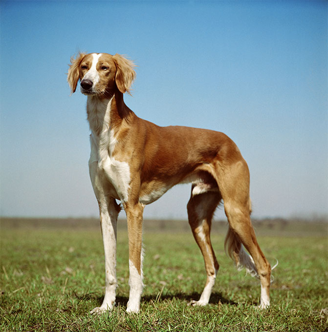 Saluki Dog Breed Picture