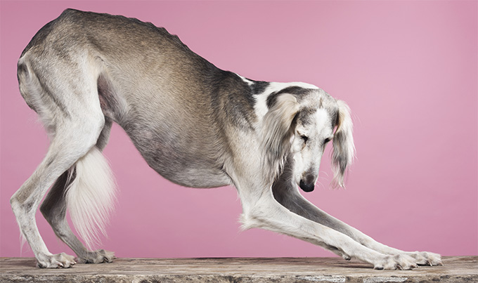 Saluki Dog Breed Picture