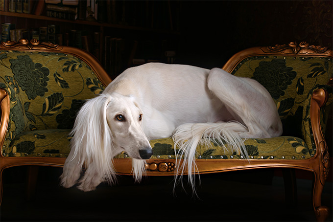 Saluki Dog Breed Picture