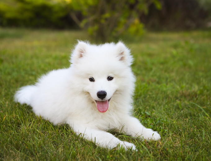 Samoyed Dogs And Puppies
