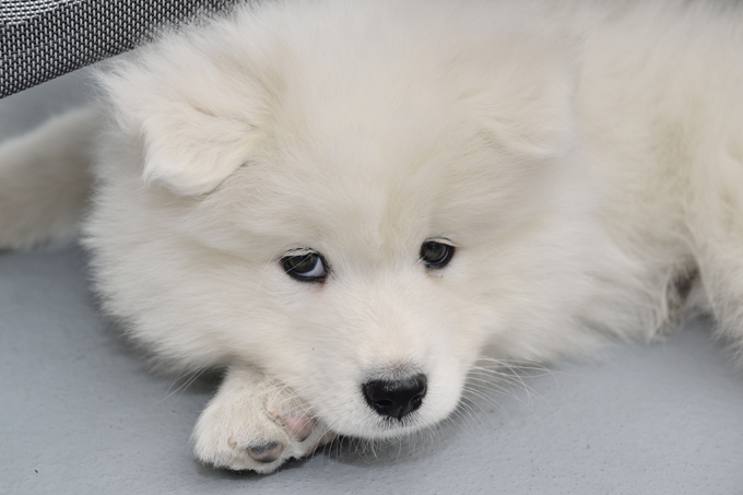 Samoyed Dogs And Puppies