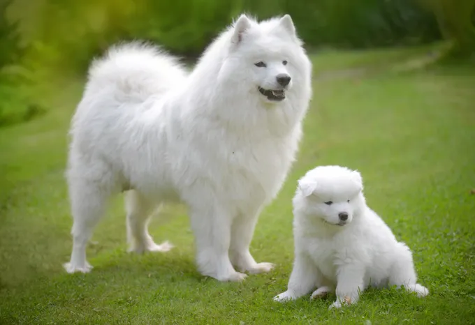 Samoyed Dogs And Puppies