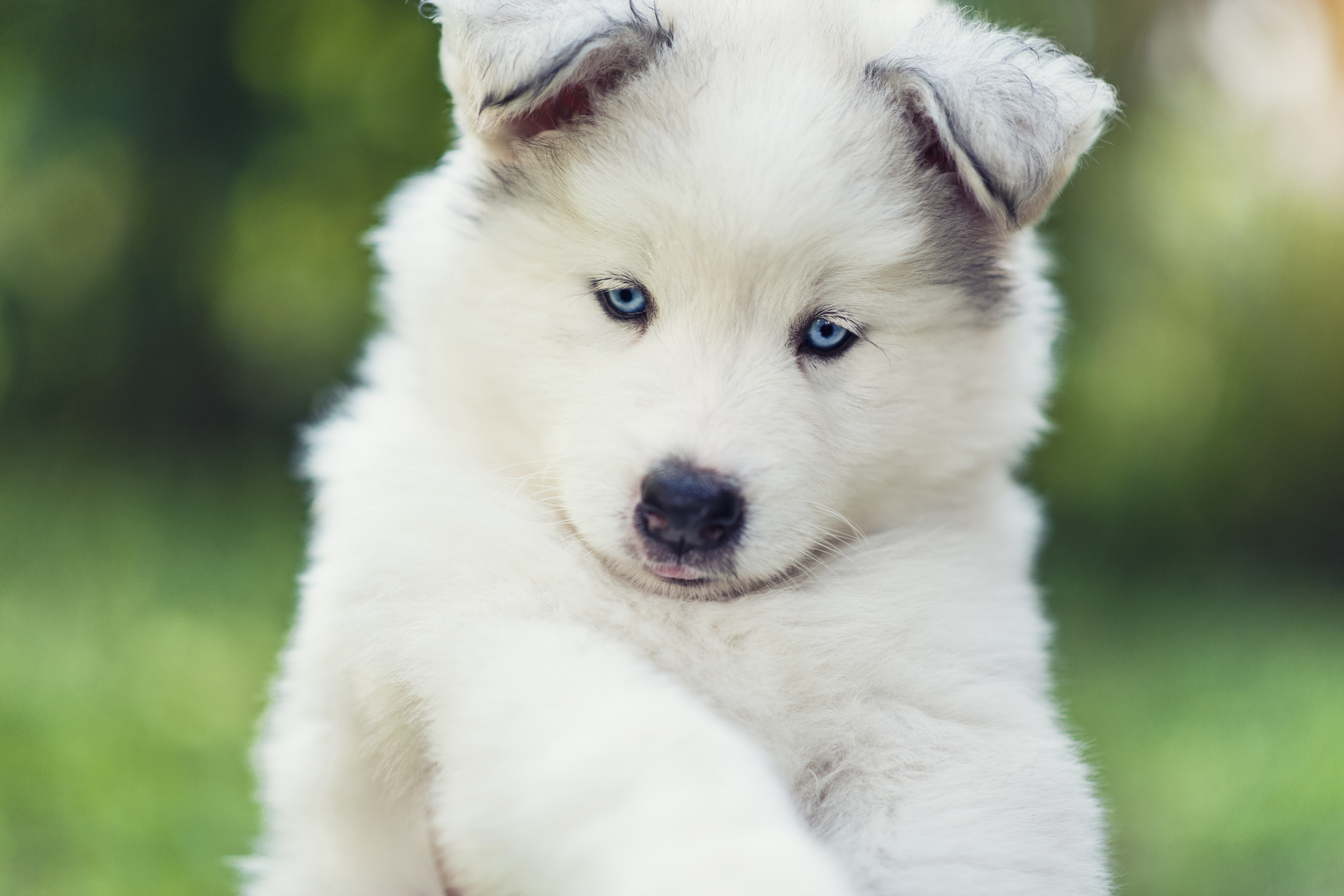 Samusky Mixed Dog Breed Pictures