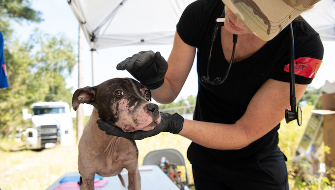 Dogs Rescued from Dogfighting Ring