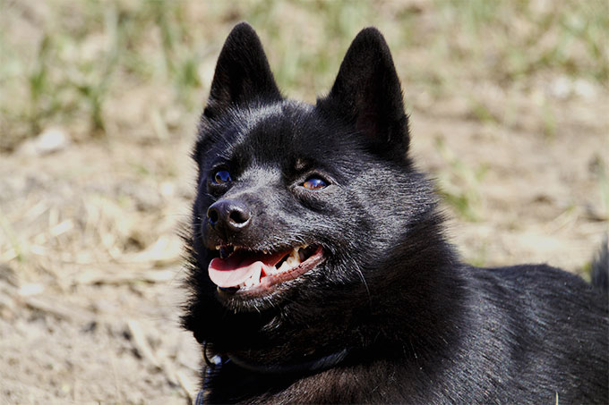 Schipperke Dog Breed Information, Pictures, Characteristics & Facts ...