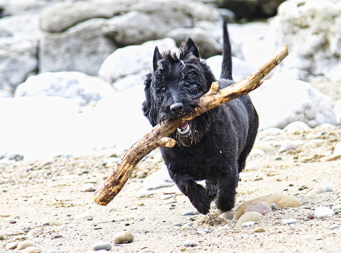 Scottish Terrier Dog Breed Information, Pictures, Characteristics