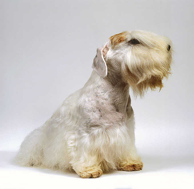 Sealyham Terrier Dog Breed Information, Pictures, Characteristics ...