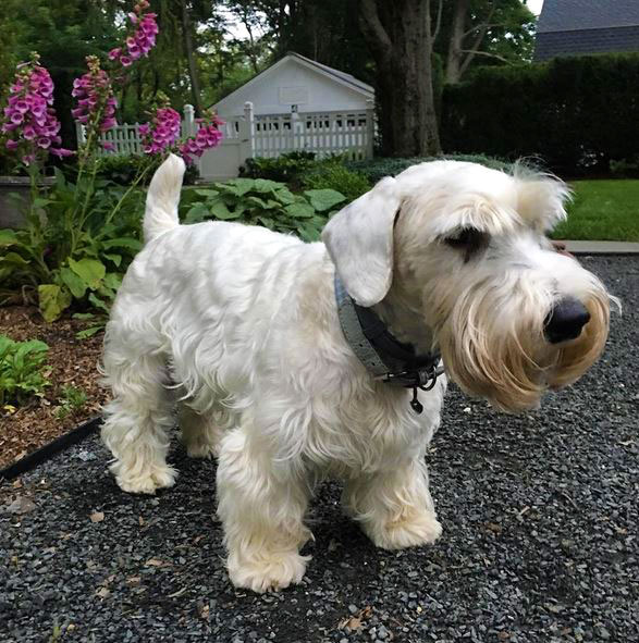 are sealyham terriers good companion dogs