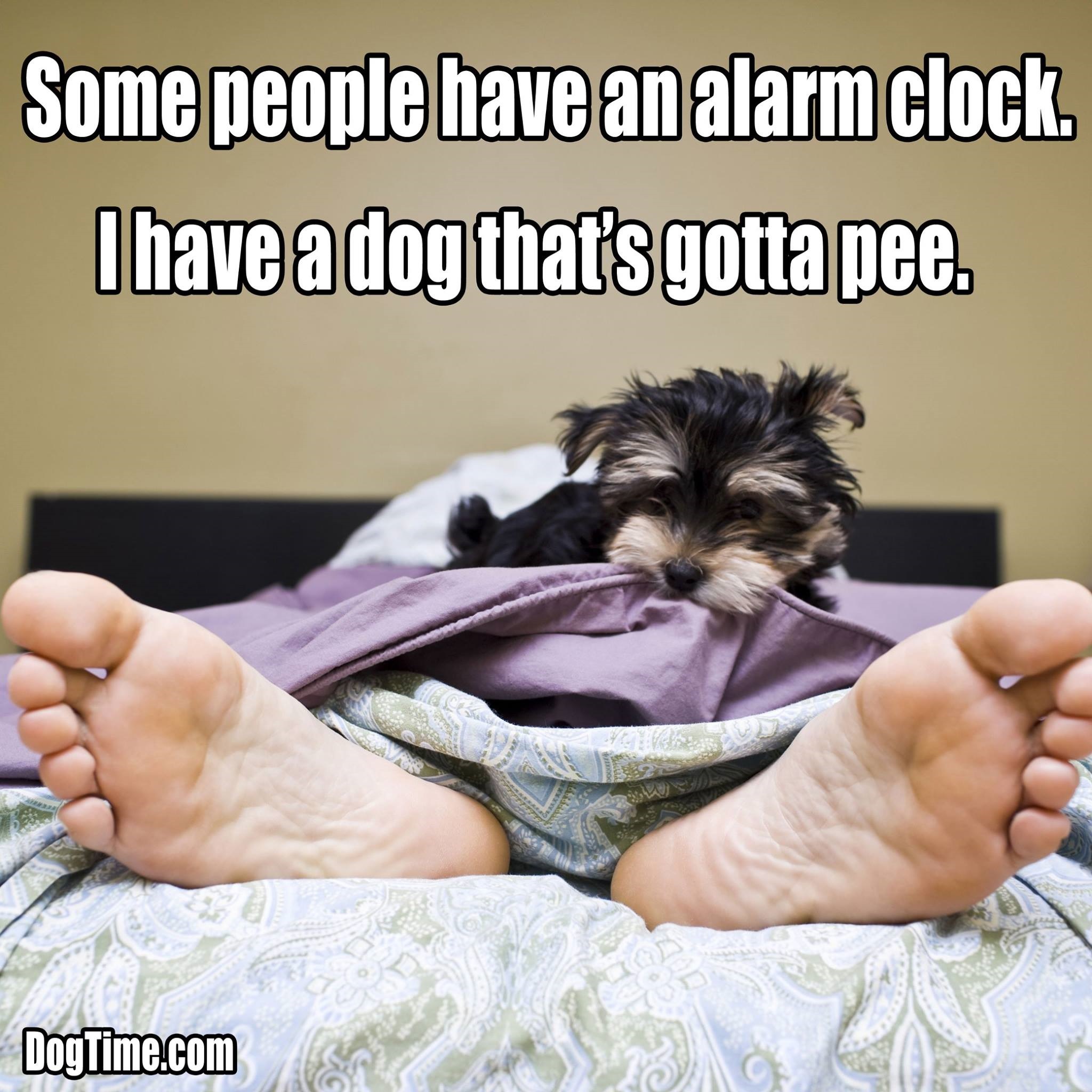Some People Have An Alarm Clock