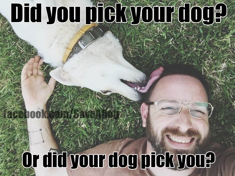 Dog Picks you