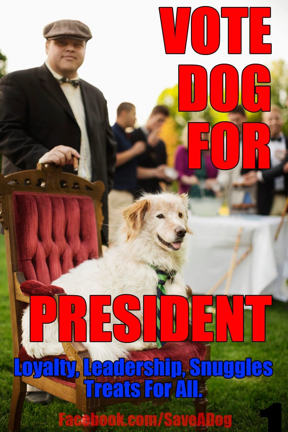 Vote For Dog