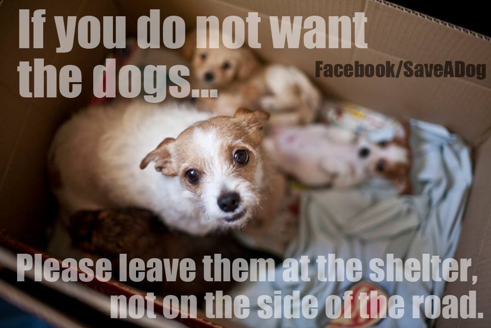 Leave Them At The Shelter