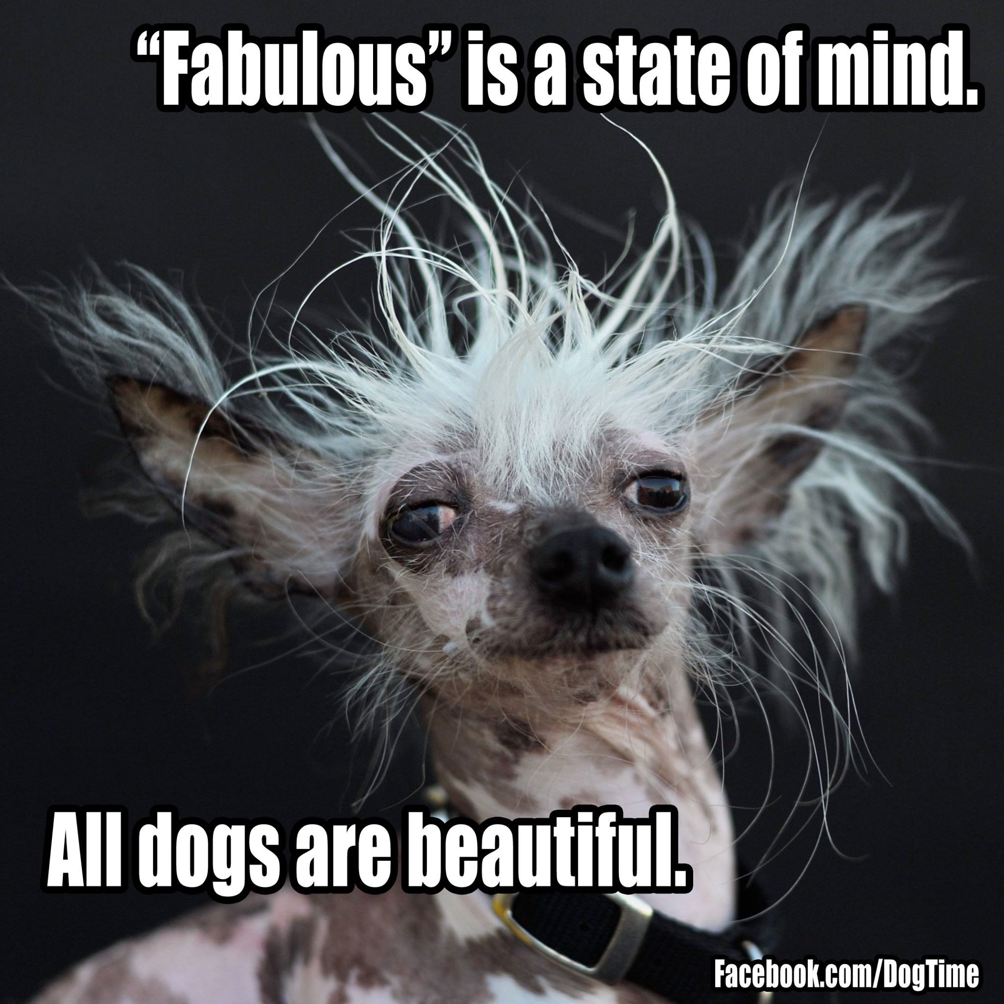 All Dogs Are Beautiful