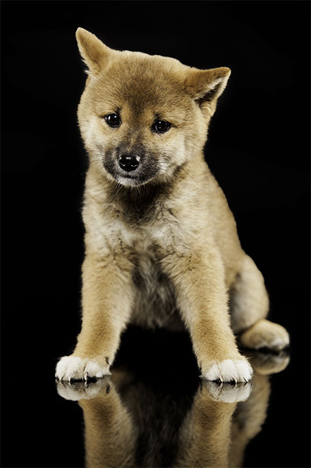 Shiba Inu Dog Breed Information, Pictures, Characteristics & Facts ...