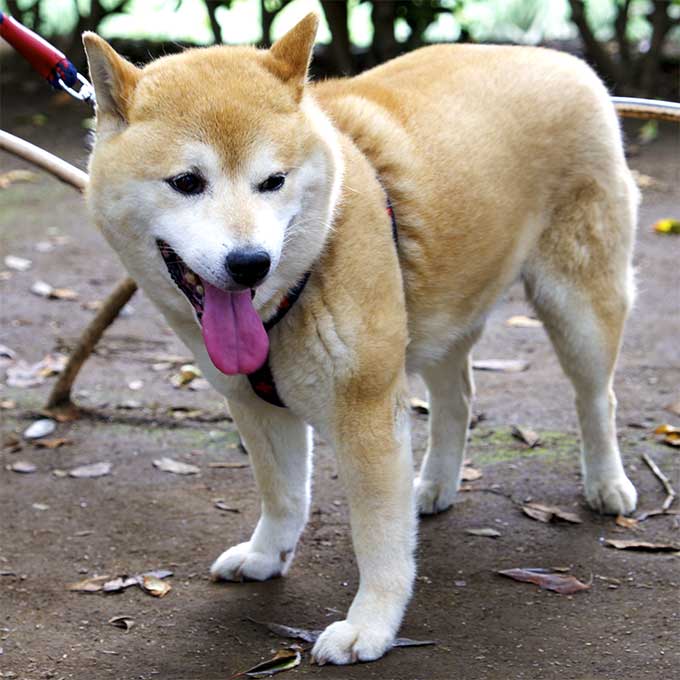 are shiba inu noisy