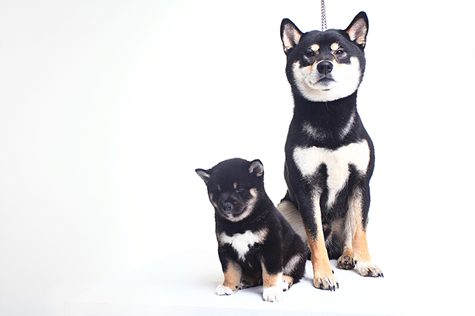 Shiba Inu Mom and Pup