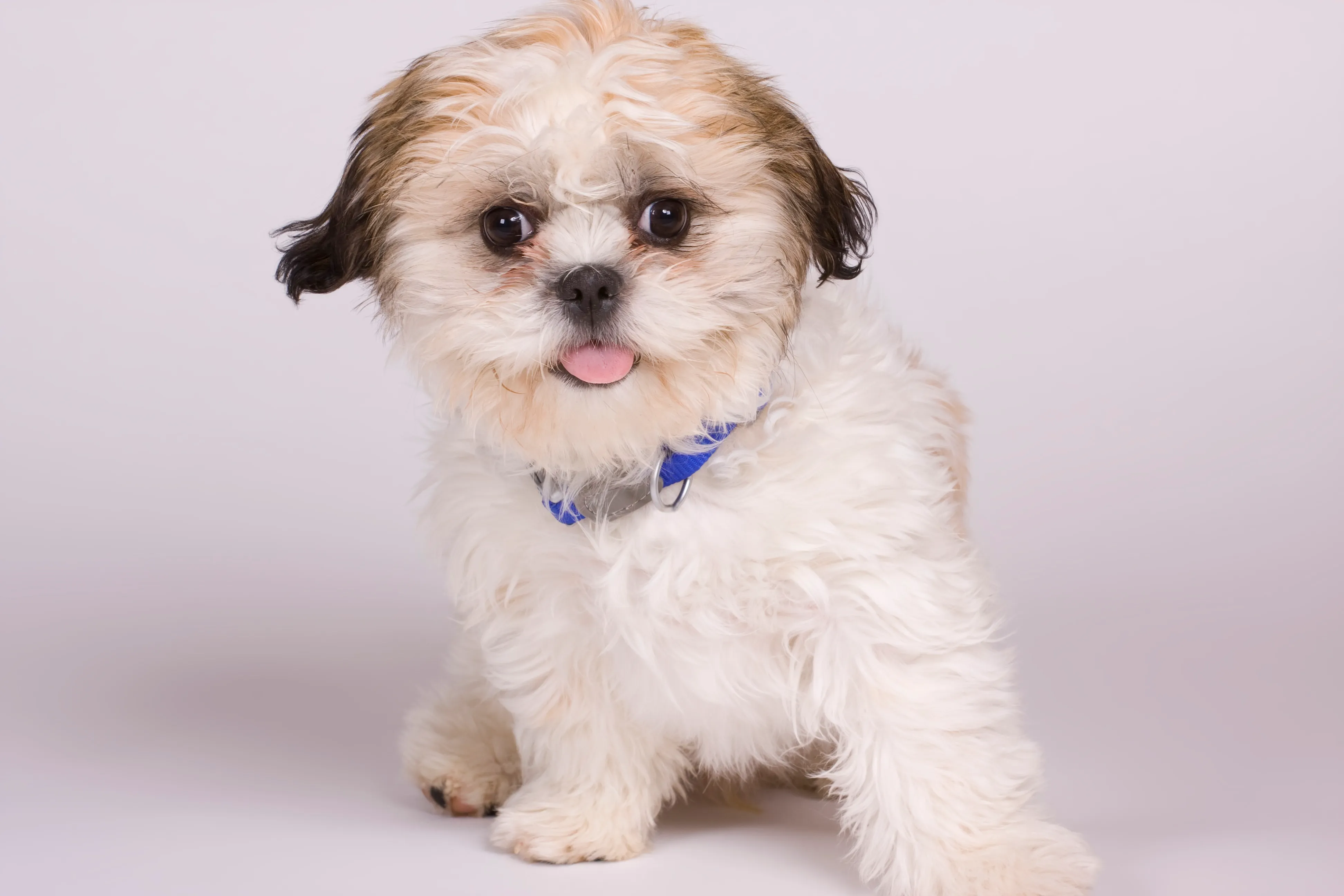 Shichon Mixed Dog Breed Pictures