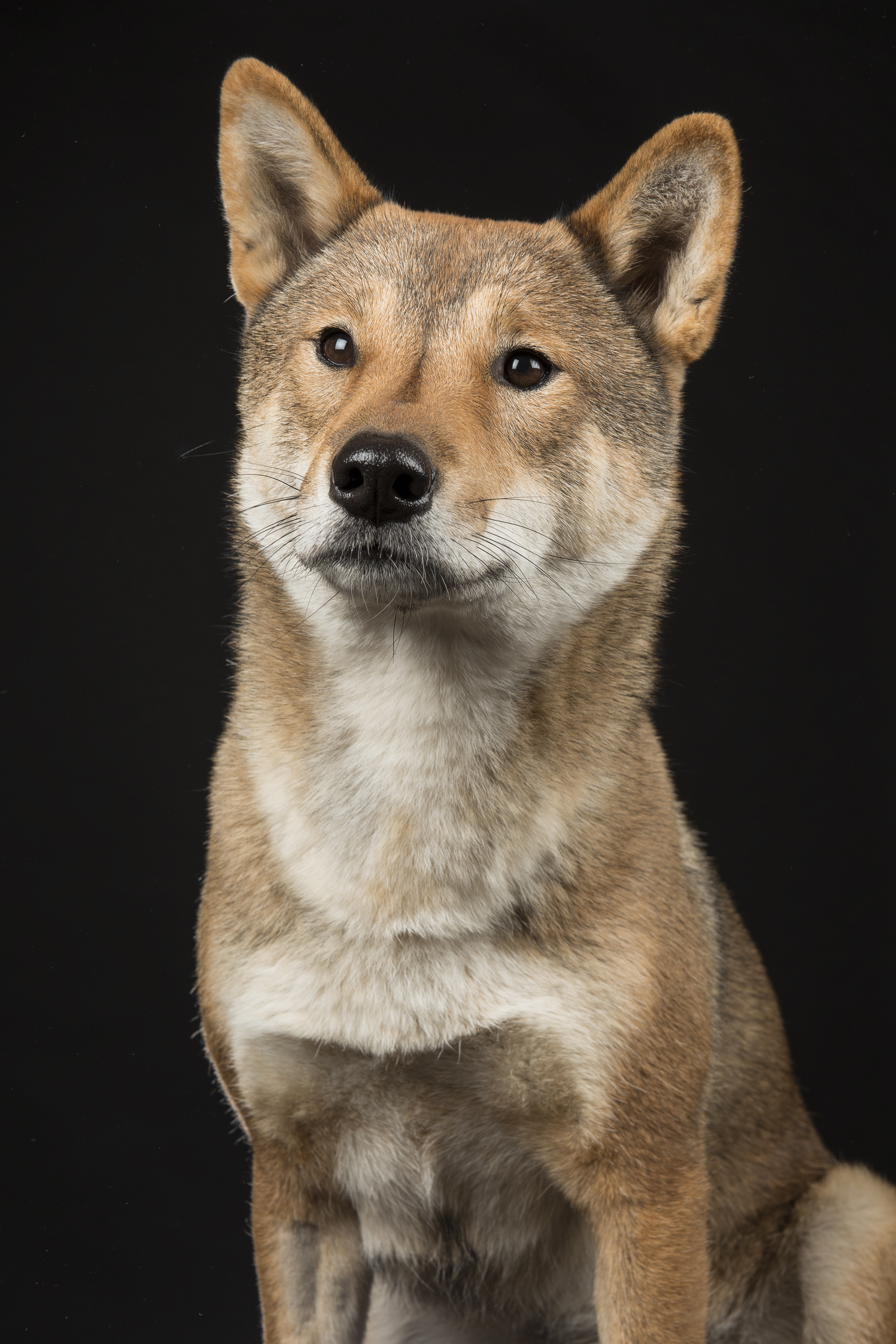 are shikoku dogs friendly or aggressive with strangers