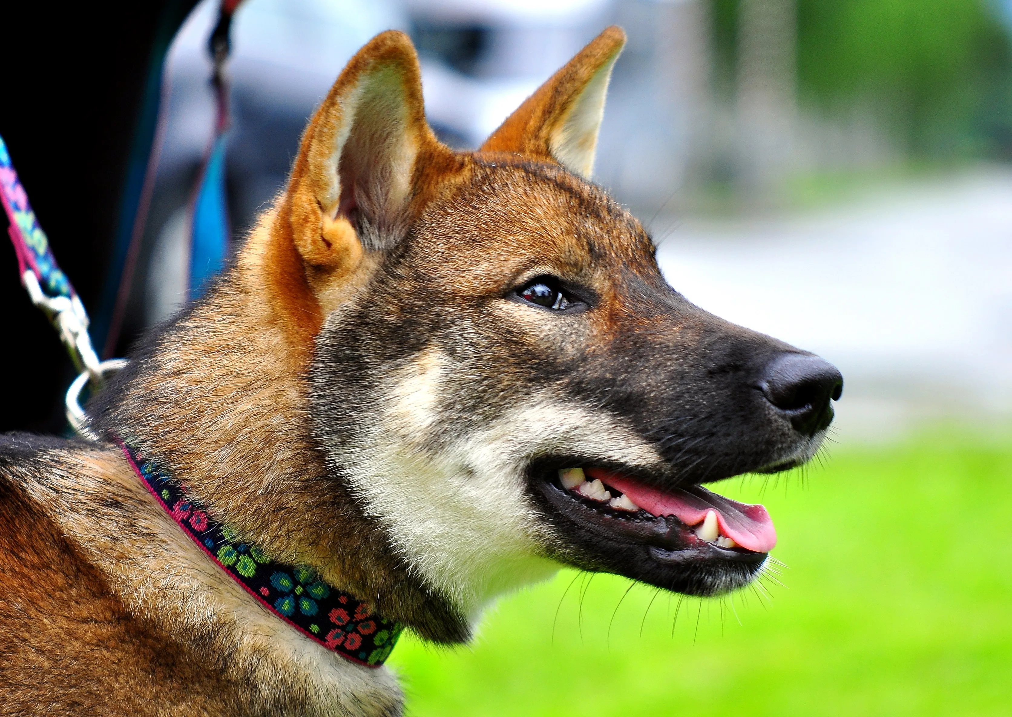 Shikoku clearance dog breed