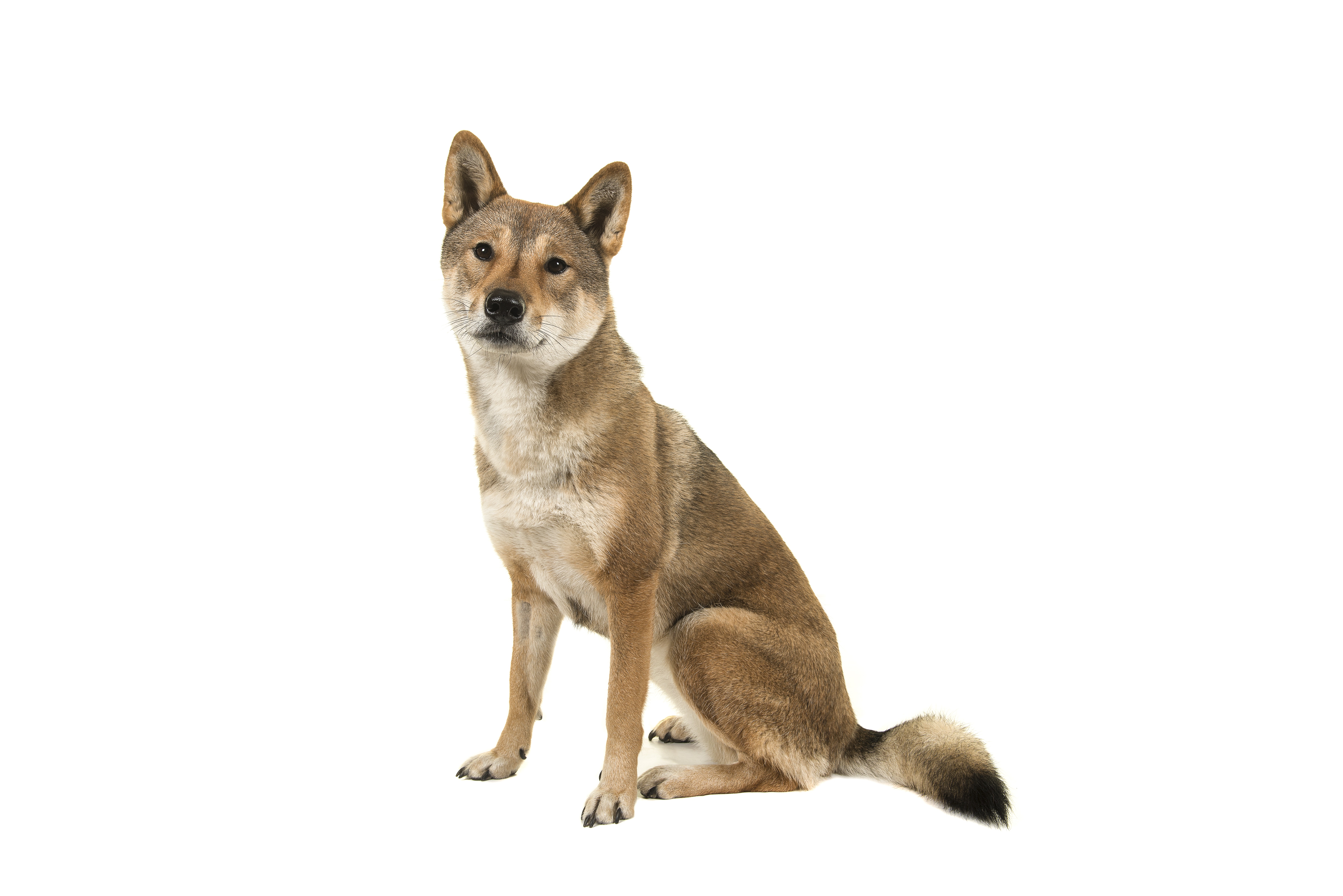 are shikoku dogs friendly or aggressive with strangers