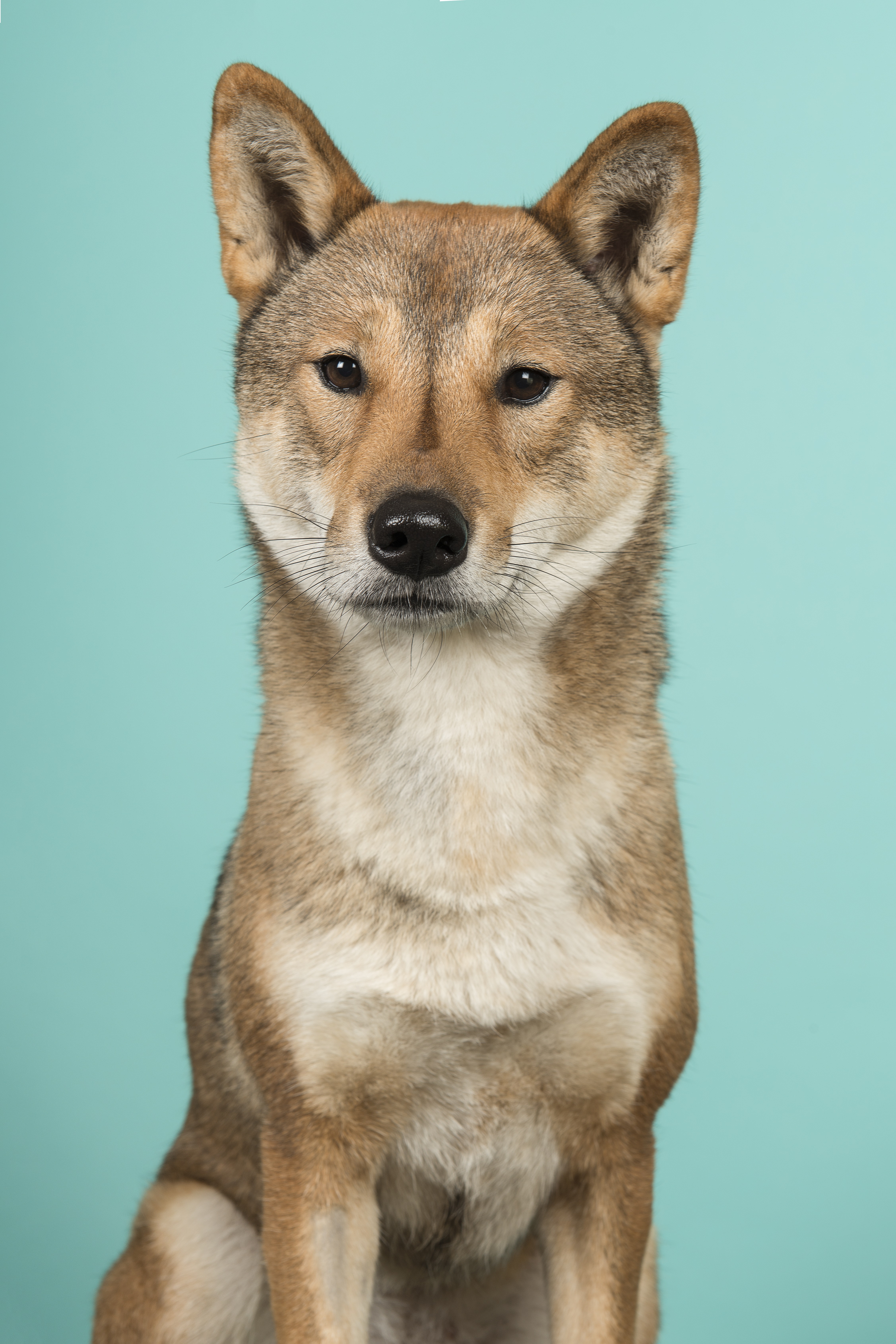 are shikoku dogs friendly or aggressive with strangers