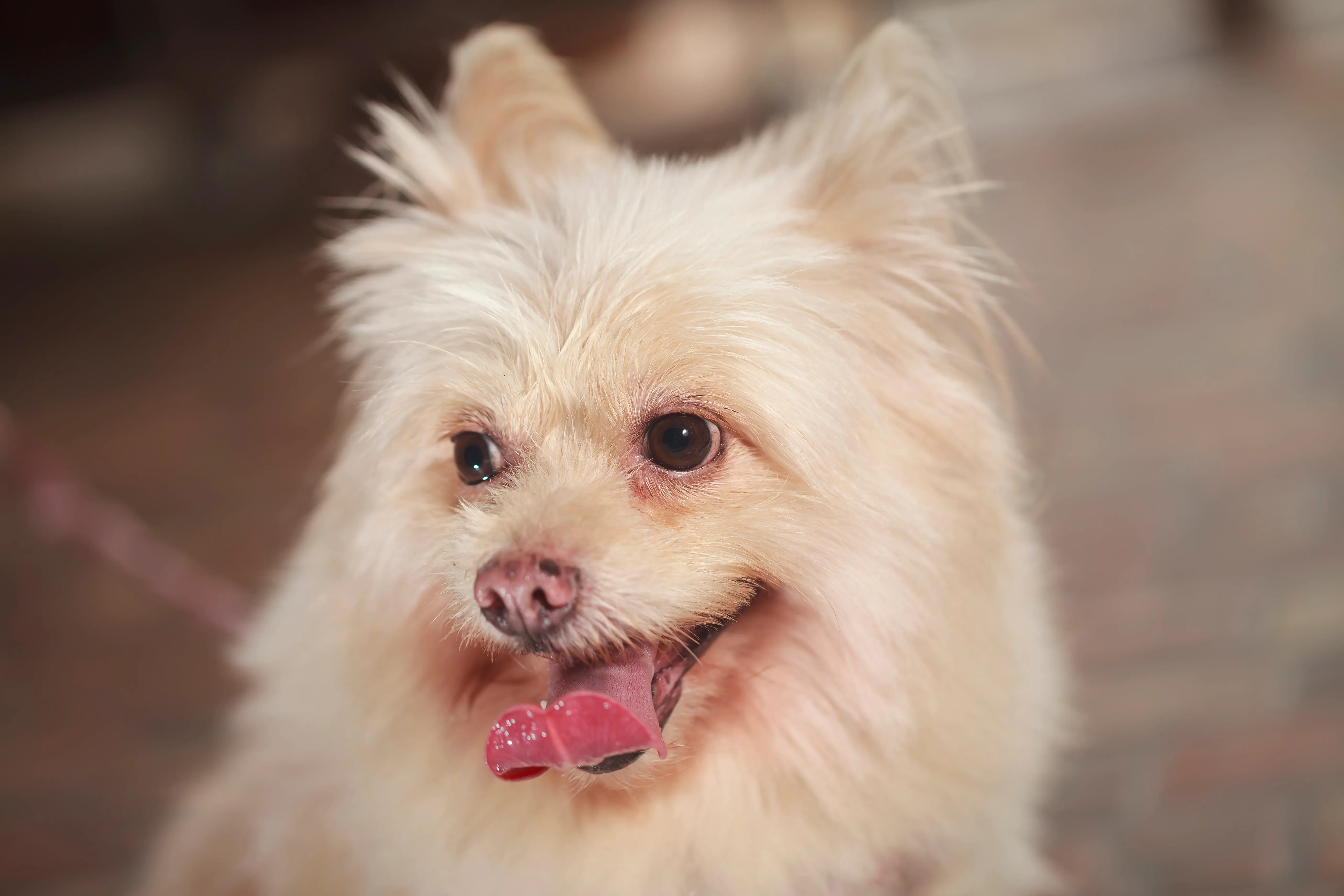 Shiranian Mixed Dog Breed Pictures