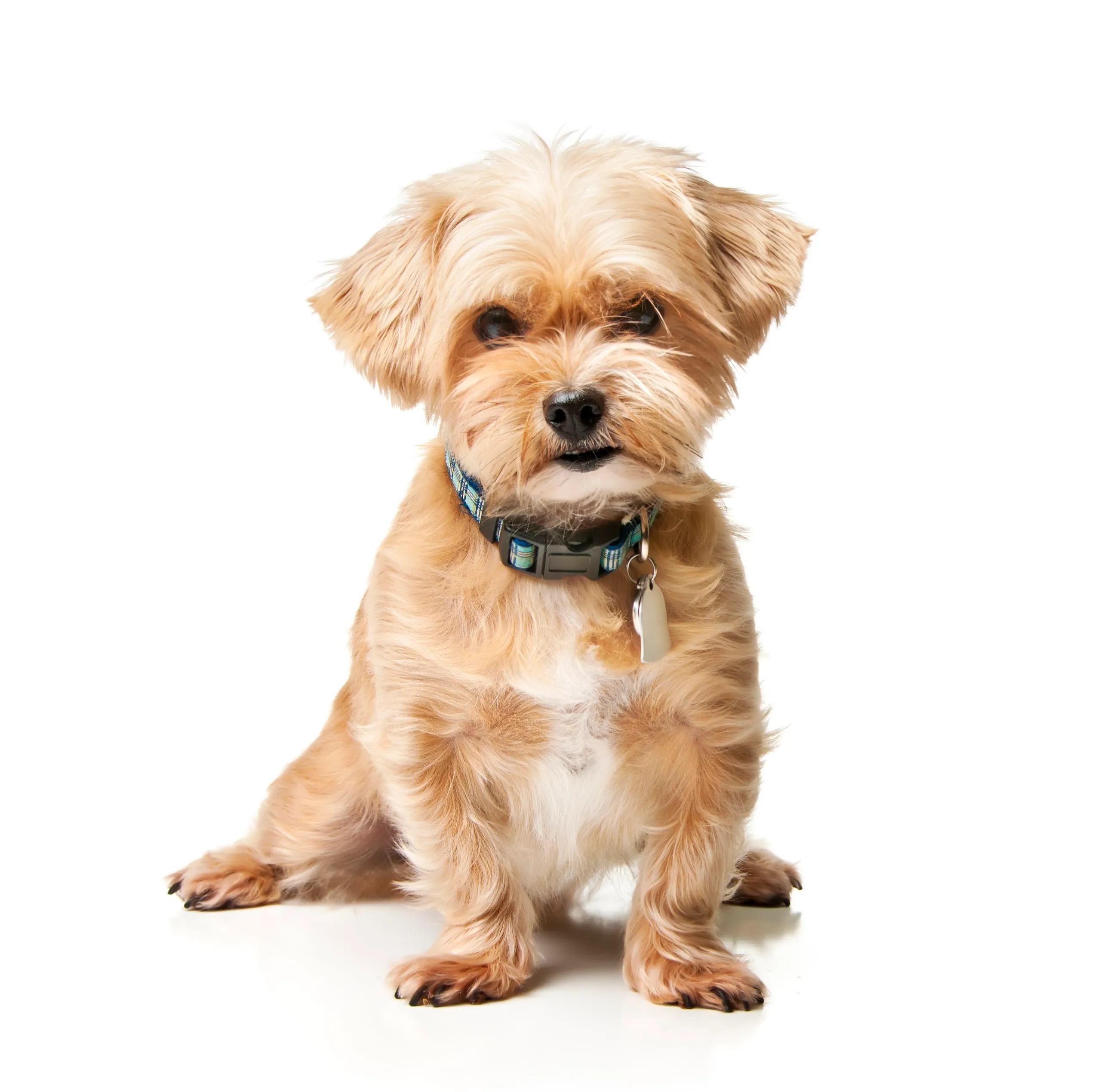 Shorkie Mixed Dog Breed Pictures 1 