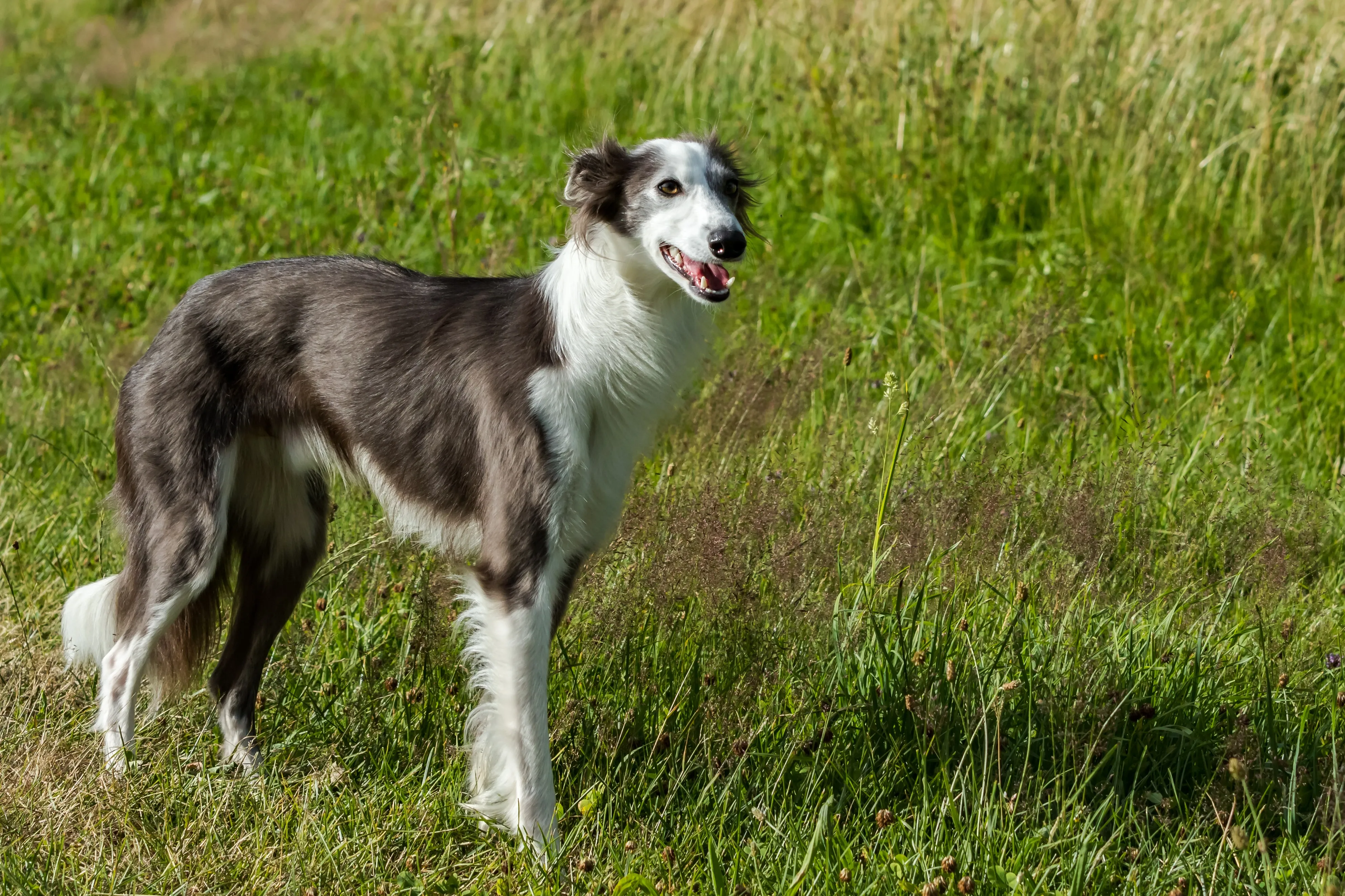 Silken Windhound Dog Breed Pictures