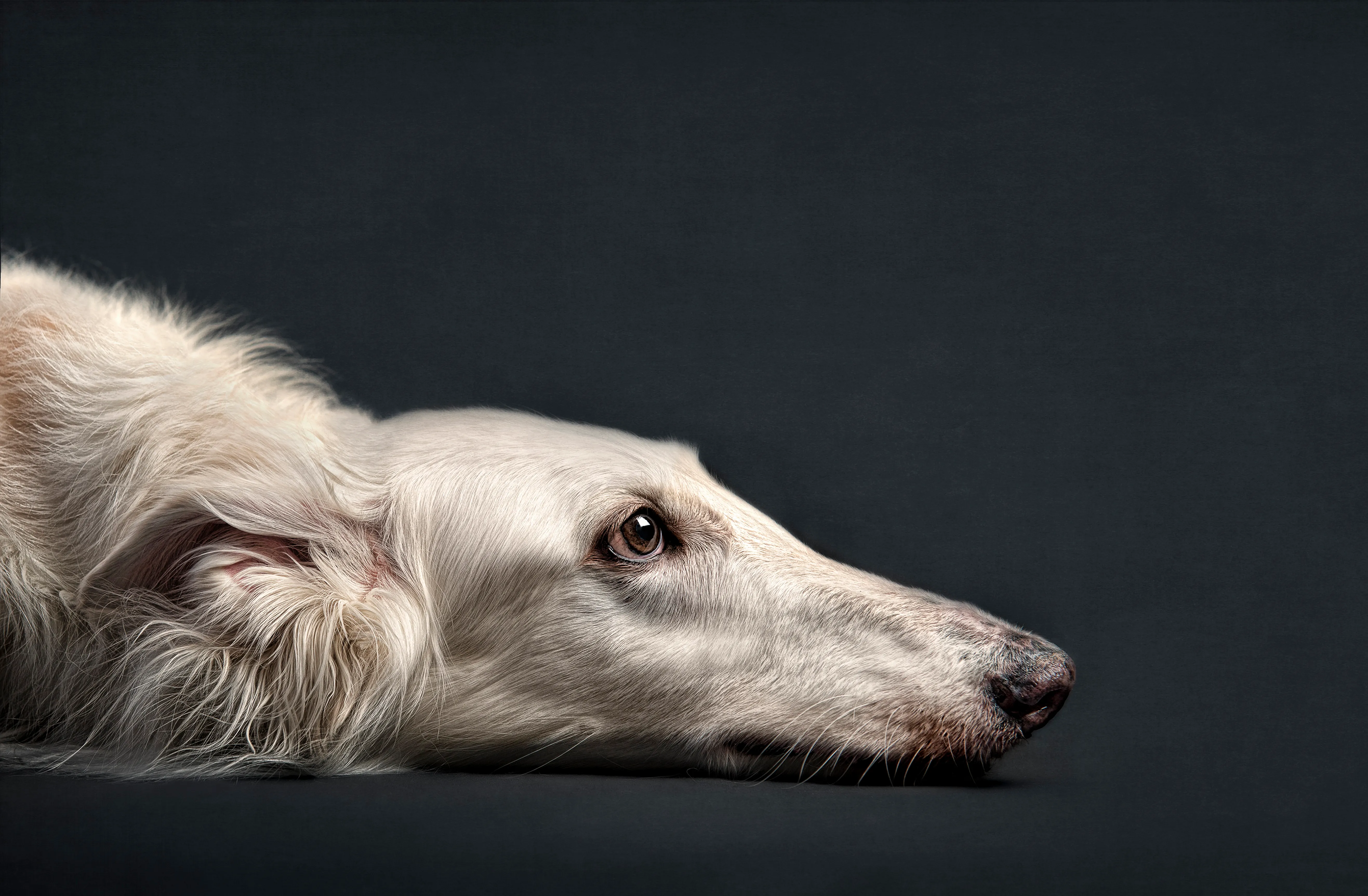 Silken Windhound Dog Breed Pictures