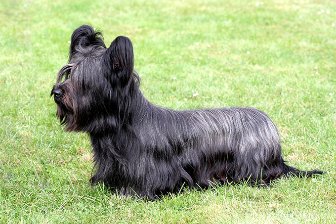 Skye Terrier Dog Breed Picture