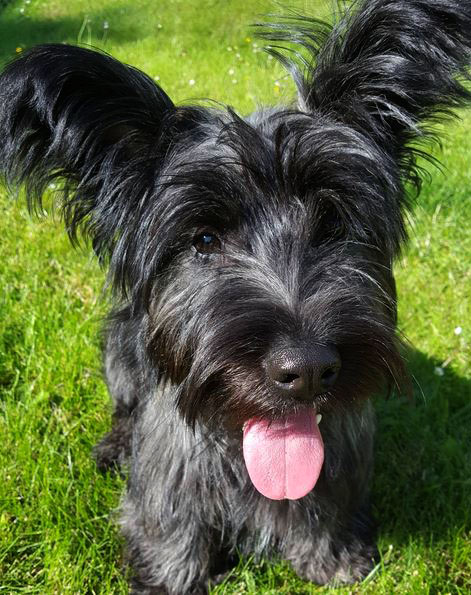 Skye Terrier Dog Breed Picture