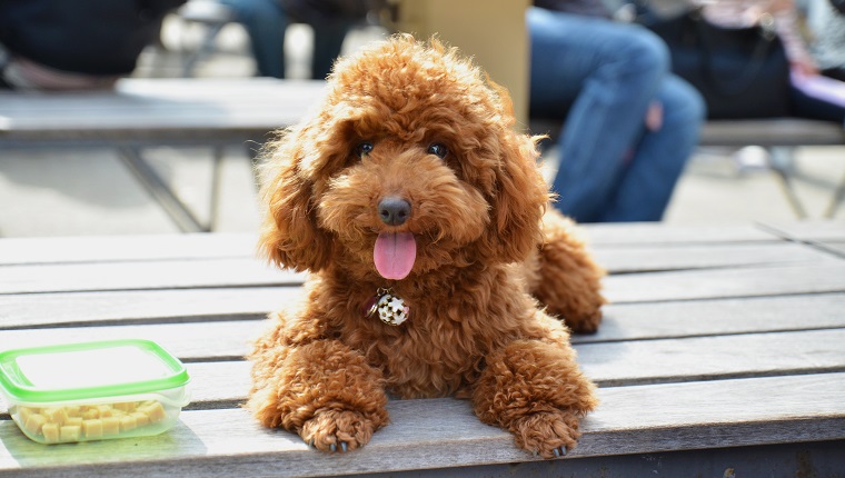 Toy Or Miniature Poodle
