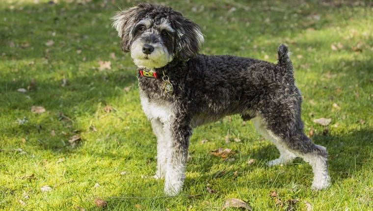 Toy Or Miniature Schnoodle